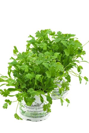 2er Set Koriander Coriandrum sativum