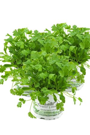 3er Set Koriander Coriandrum sativum