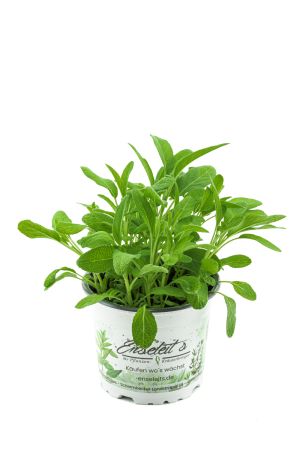 Salbei Growers Salvia officinalis