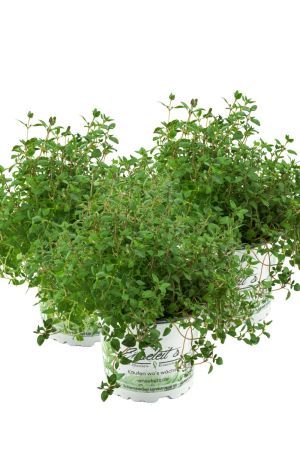 3er Set Thymian Pflanze, aus Nachhaltigem Anbau, Marktfrische Qualität aus der Gärtnerei ! 