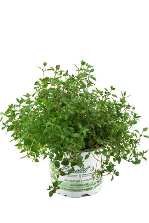 Thymian Pflanze, aus Nachhaltigem Anbau, Marktfrische Qualität aus der Gärtnerei ! 