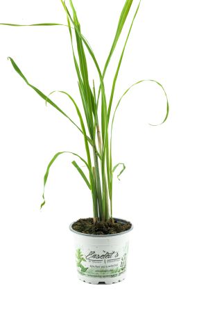Zitronengras, Zitronen Gras, Kräuter Pflanze 