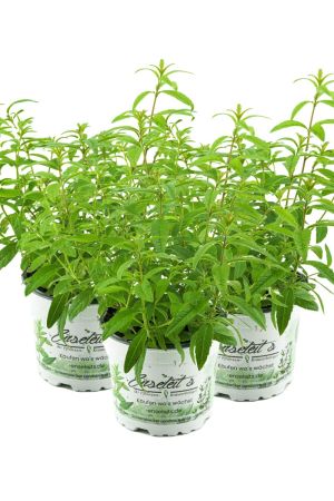 3er Set Zitronenstrauch, Zitronenverbene, Aloysia citrodora, Kräuter Pflanze