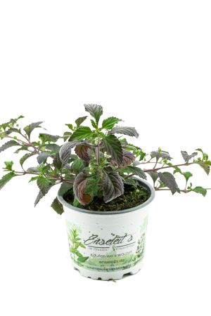 Aztekisches Süßkraut, die alternative zu Stevia,Süßkraut,Lippia dulcis