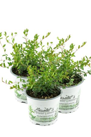 3er Set Cranberry Pflanze - Cranberries, Vaccinium macrocarpon