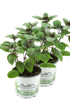 2er Set Strauchbasilikum, Strauch Basilikum Pflanze, Das Original African Blue ! 