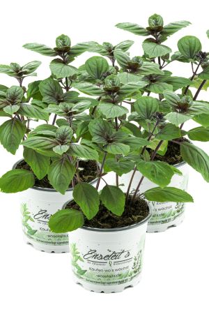 3er Set Strauchbasilikum, Strauch Basilikum Pflanze, Das Original African Blue ! 