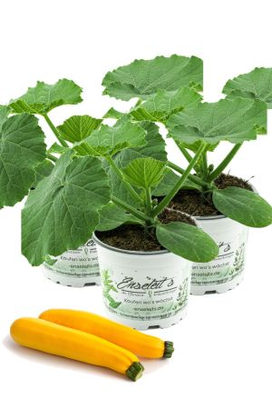 3er Set Zucchini Pflanze gelb (Cucurbita pepo), Aus Nachhaltigem Anbau ! 