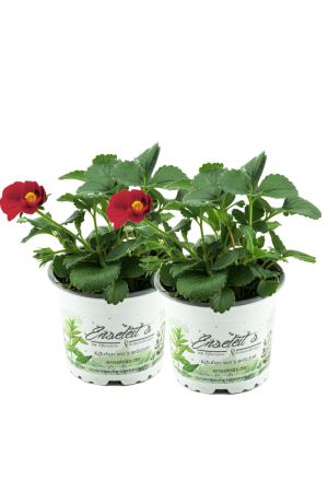 2er Set Erdbeere Toscana F1 (Fragaria x ananassa), Rote Blüte, Hängeerdbeere Pflanze