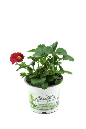 Erdbeere Toscana F1 (Fragaria x ananassa), Rote Blüte, Hängeerdbeere Pflanze