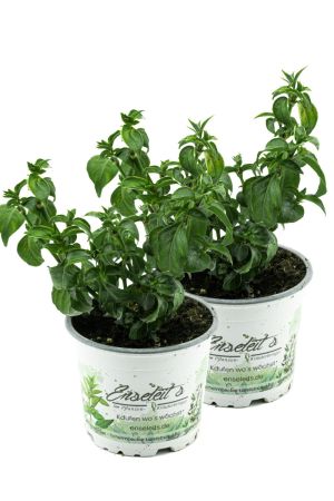 2er Set Pilzkraut (Rungia klossii) 