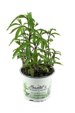 Thai Minze (Mentha species)