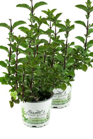 2er Set Minze Hillarys sweet lemon, Minze Pflanze, Winterharte Kräuter Pflanze!