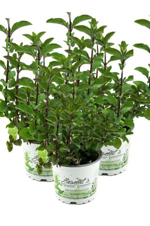 3er Set Minze Hillarys sweet lemon, Minze Pflanze, Winterharte Kräuter Pflanze!