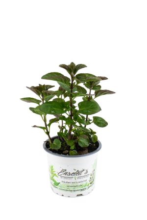 Basilikum Minze Pflanze, Winterhart (Mentha species 'Basilmint')