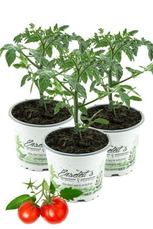 3er Set Balkontomate Siderno F1, Tomatenpflanze, Buschtomate