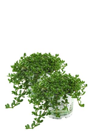 2er Set Brahmi (Bacopa monnieri), Marktfrische Pflanze