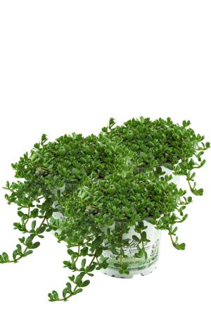 3er Set Brahmi (Bacopa monnieri), Marktfrische Pflanze