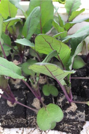 Kohlrabi rot, Kohlrabi Pflanzen - Gemüse Jungpflanzen im 10er Set