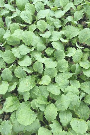 Wirsing, Wirsing Pflanzen im 10er Set