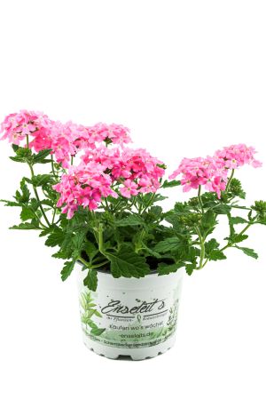 Verbenen pink (Verbena Hybrida)