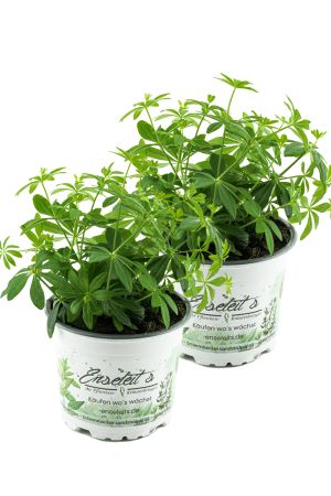 2er Set Waldmeister, Galium odoratum, frische  waldmeister Pflanze
