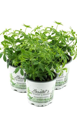 3er Set Waldmeister, Galium odoratum, frische  waldmeister Pflanze