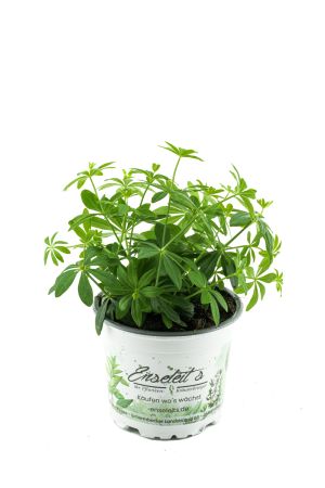 Waldmeister, Galium odoratum, frische  waldmeister Pflanze