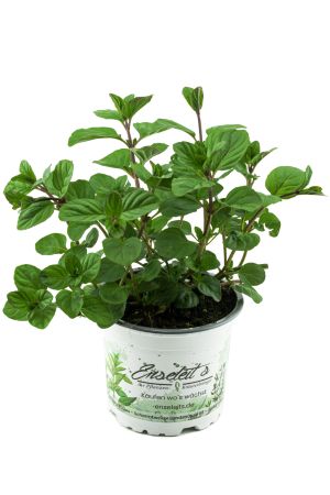 Orangenminze, Frische Kräuter Pflanze