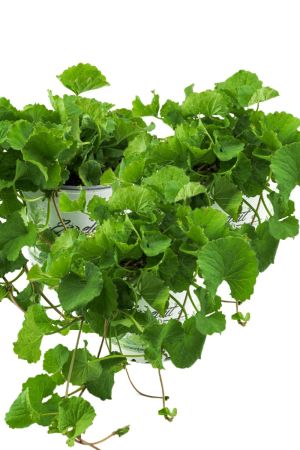 3er Set Gotu Kola Pflanze, Frische Kräuter Pflanze aus Nachhaltigem Anbau!