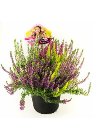 Calluna vulgaris High five 2 Liter Topf ca. 35cm hoch, Winterheide, Besenheide, Eriken 