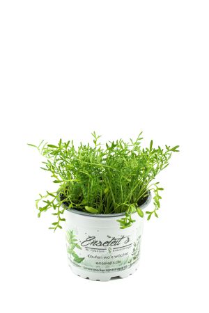 Maca Kräuter Pflanze (Lepidium peruvianum) auch Lustmacher genannt aus der Gärtnerei Enseleit - Natürliche Vitalität aus den Anden für Ihren Garten