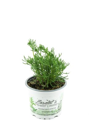 Gyros Kraut Pflanze ARTEMISIA CAUCASICA, Gyros-Beifuß, Teppich-Beifuss, Kräuter Pflanze