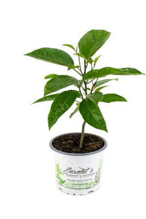 Passionsfrucht Maracuja, Pflanze aus Nachhaltigem Anbau!