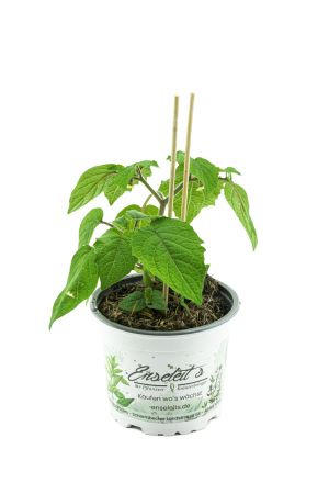 Ananas Kirsche, PHYSALIS PRUINOSA, Pflanze aus Nachhaltigem Anbau! 