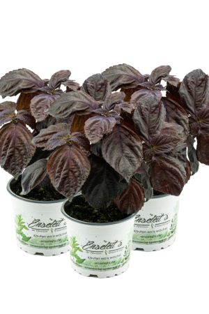 3er Set Japanisches Basilikum Shiso, Perilla (Perilla frutescens), Basilikum Kräuter Pflanze 