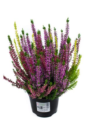 Calluna vulgaris Trios Milka, Besenheide, Winterheide, Beauty Lady´s im  Topf 