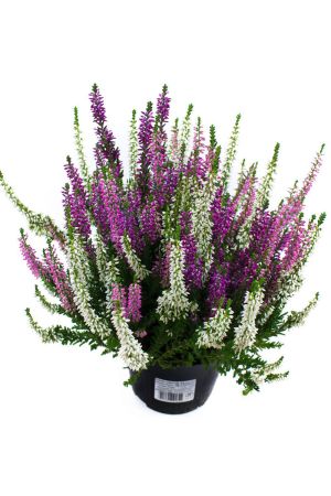 Calluna vulgaris Trios Ameties, Besenheide, Winterheide, Beauty Lady´s im  Topf 
