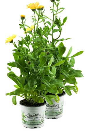 2er Set Ringelblume Pflanze, Calendula officinalis, Garten Ringelblume