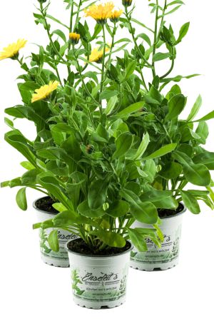 3er Set Ringelblume Pflanze, Calendula officinalis, Garten Ringelblume