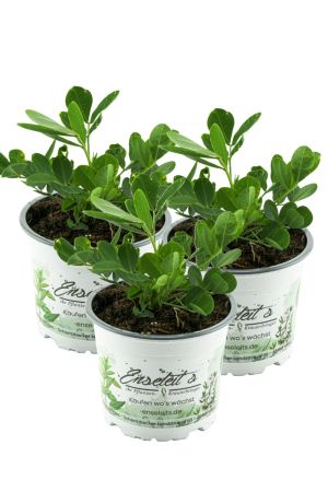 3er Set Erdnuss Pflanze, Arachis hypogaea Erdnuss, frische Pflanze im Topf direkt aus der Gärtnerei Enseleit