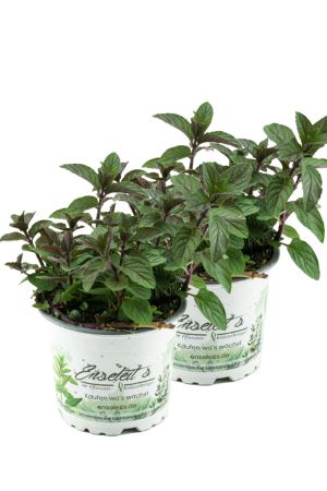 2er Set Schokoladen-Minze Pflanze, Schoko-Minze, Winterhart (Mentha piperita)