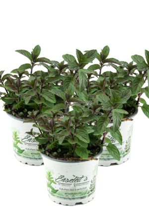 3er Set Schokoladen-Minze Pflanze, Schoko-Minze, Winterhart (Mentha piperita)