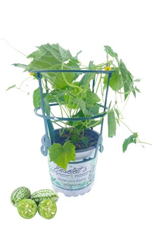 Mexikanische Olivengurke - Mexikanische Minigurke Pflanze