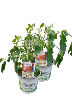 2er Set Tomatenpflanze Alte Tomate 'Fuzzy Wuzzy'