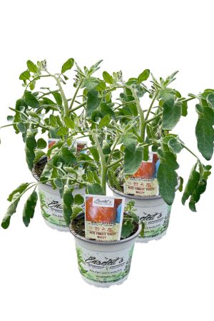 3er Set Tomatenpflanze Flaschentomate 'Britain's Breakfast'