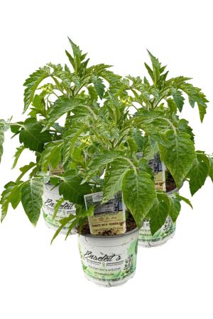 3er Set Tomatenpflanze Wild-Tomate 'Humboldtii'