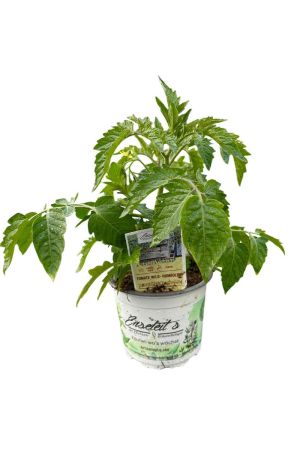 Tomatenpflanze Wild-Tomate 'Humboldtii'