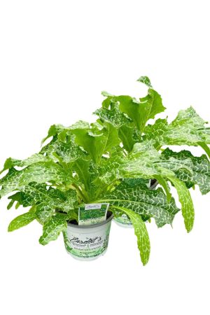 2er Set Mariendistel (Silybum marianum) – Leberfreundliche Heilpflanze & Zierpflanze mit purpurroten Blüten – Aus nachhaltigem Anbau, direkt aus der Gärtnerei Enseleit