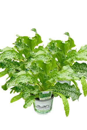 3er Set Mariendistel (Silybum marianum) – Leberfreundliche Heilpflanze & Zierpflanze mit purpurroten Blüten – Aus nachhaltigem Anbau, direkt aus der Gärtnerei Enseleit